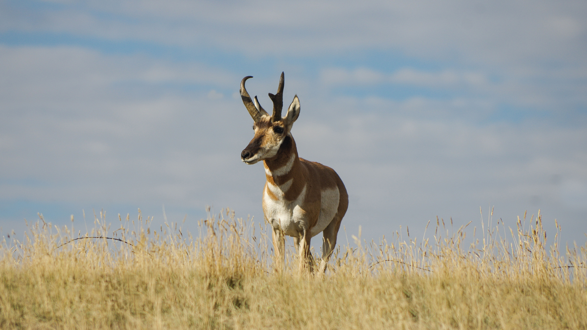 Pronghorn In A Meadow