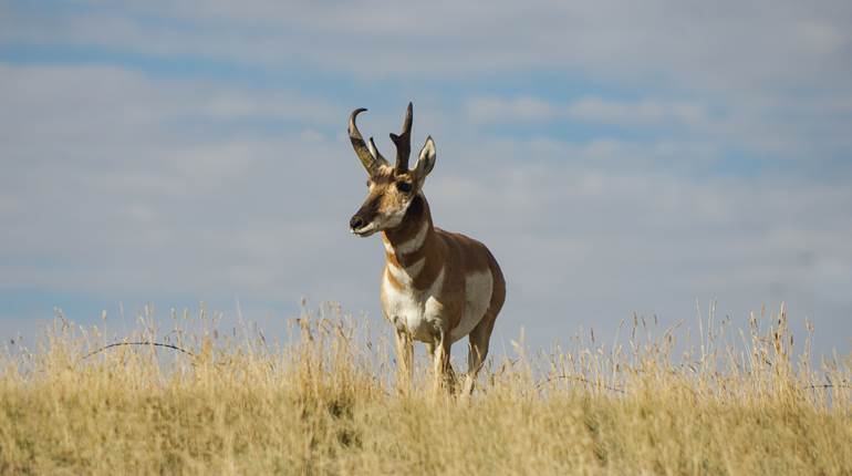 Early-Start Big-Game Hunts | An Official Journal Of The NRA
