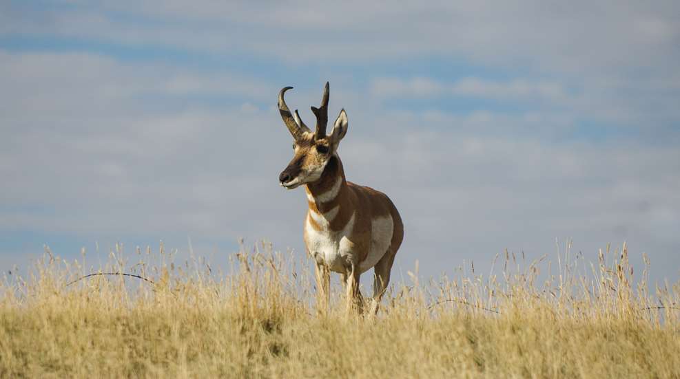 Pronghorn In A Meadow