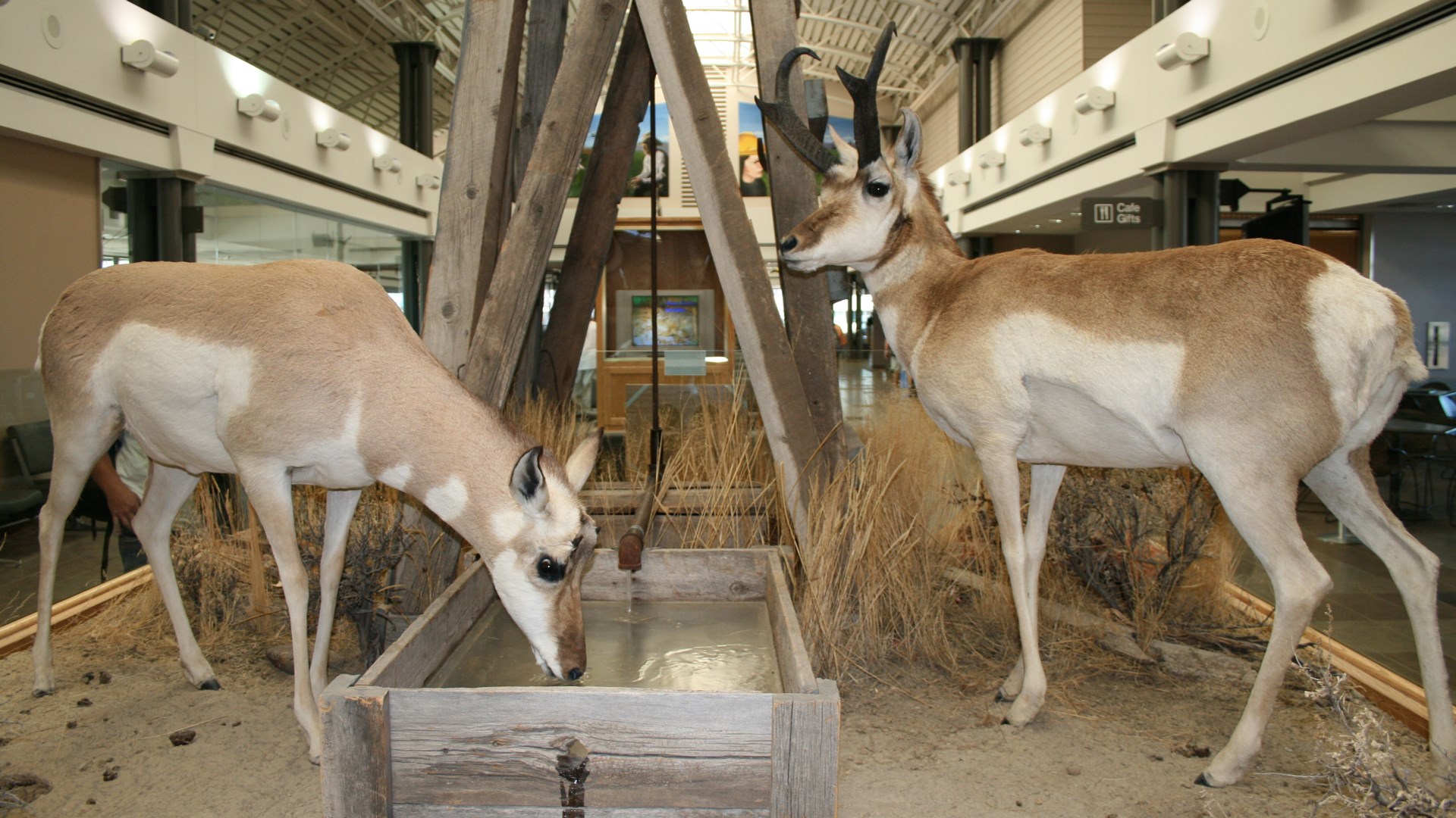 Taxidermied pronghorns
