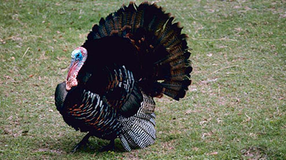 20125112121-lateseasonturkeytips_b.jpg