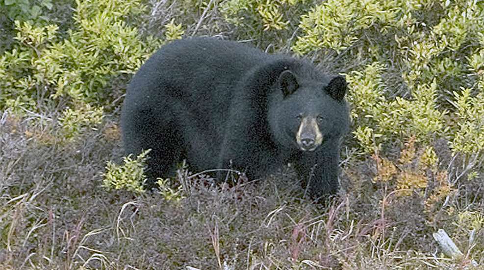locations_spring_bear_f.jpg