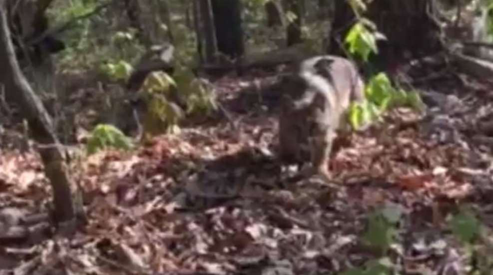 bobcat_attack_f.jpg