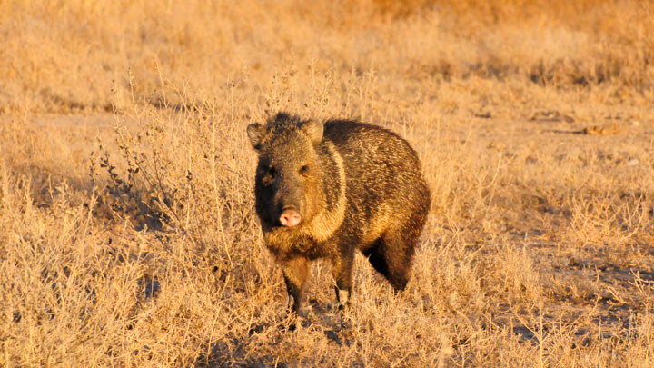 Lone javelina stands in a well lit dry plain.