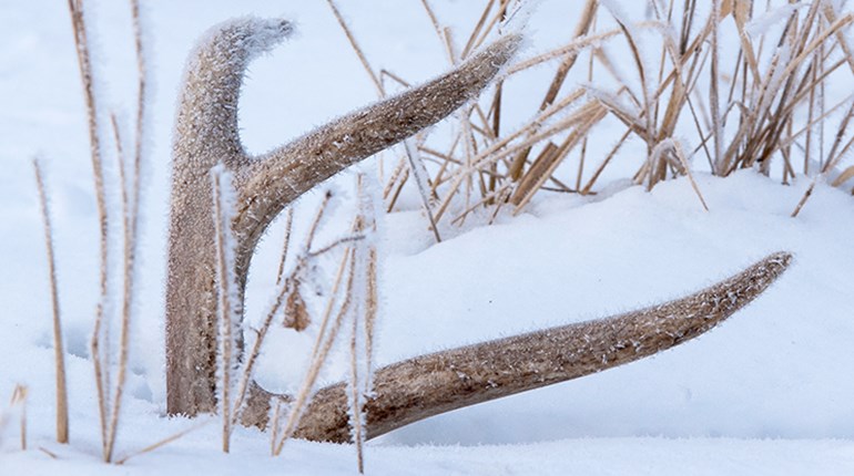 How to Find More Sheds | An Official Journal Of The NRA