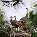 Turkeys In Tree