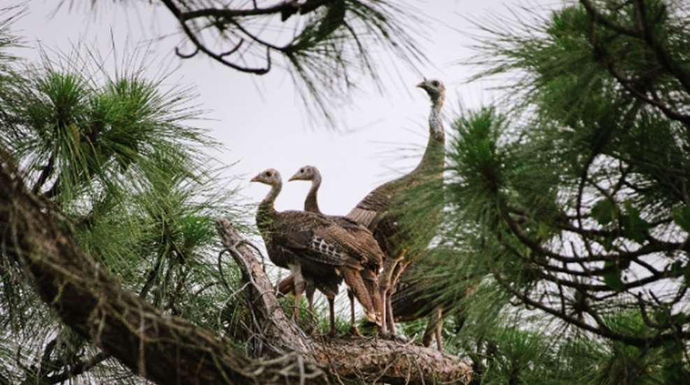 Turkeys In Tree