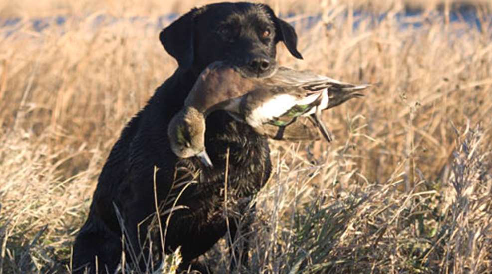 2012920134635-best_gundog_f.jpg