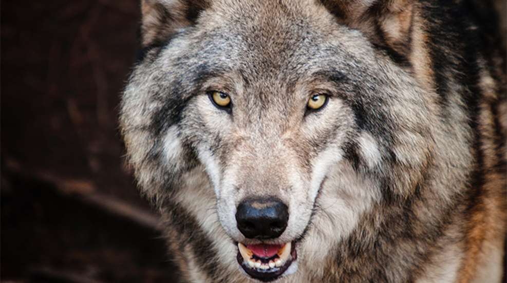 stop-the-wolf-coalition_lead.jpg