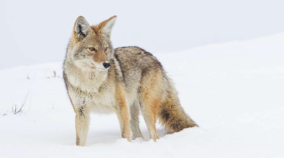 huntingeasterncoyotes_lead.jpg