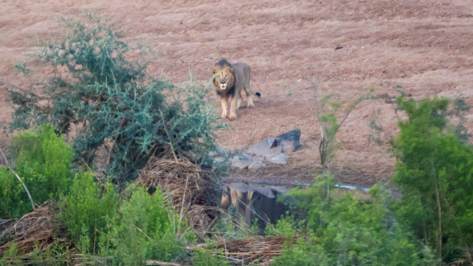 The lion