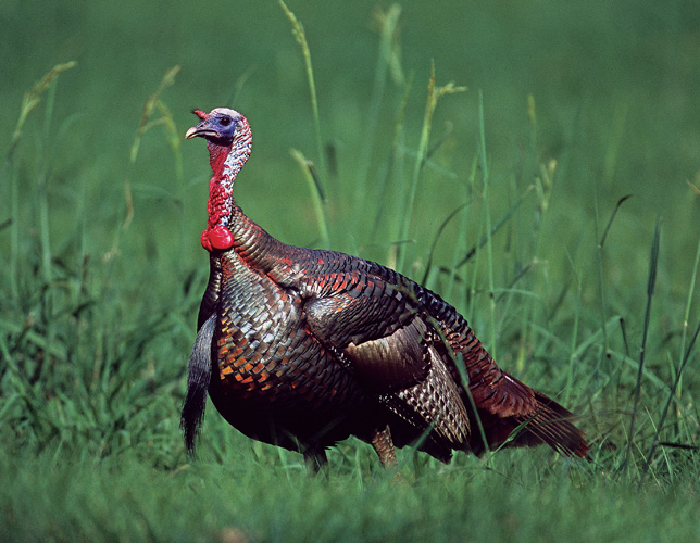 Osceola, or Florida (M. g. osceola)