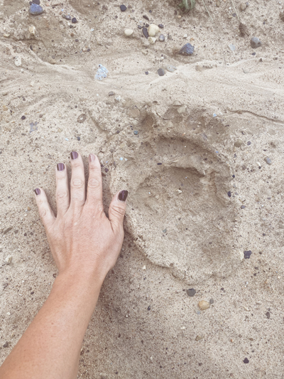 Bear Paw Print