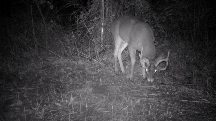Whitetail Buck on Trail Camera Image