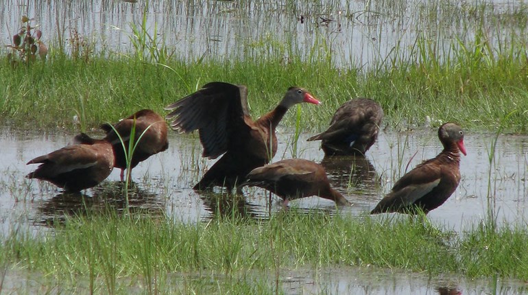 New Black-Bellied Whistling Duck Season in Louisiana | An Official Journal Of The NRA