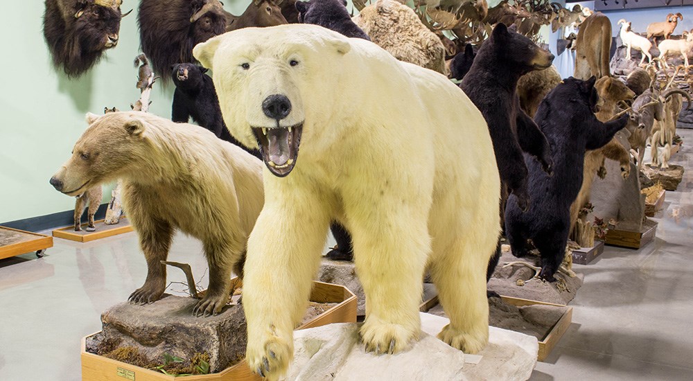 Polar bear and brown bear full body mounts in museum.