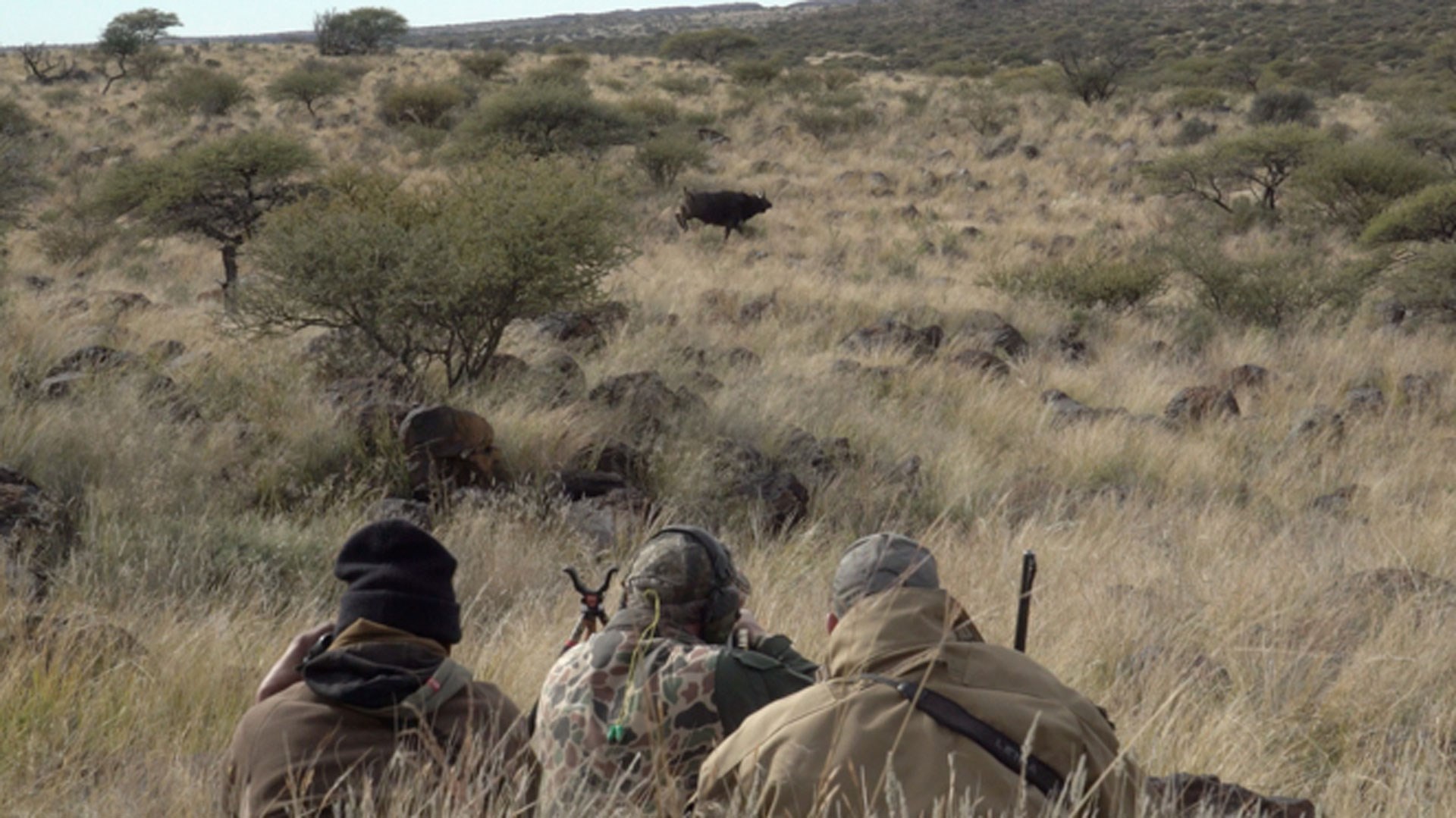 Hunters looking at Cape Buffalo