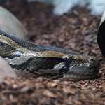 Burmese Python