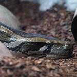 Burmese Python