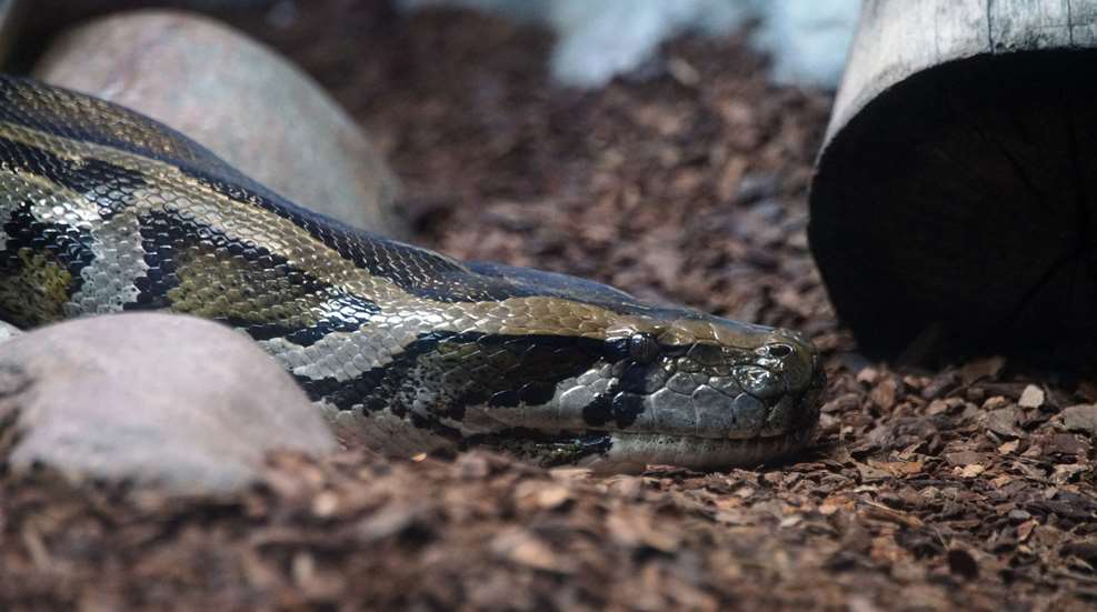 Burmese Python