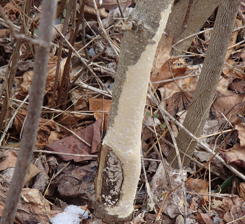 Rabbit nibbling on tree