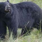 LEDE Group Targets Hunting With Hounds In Arizona