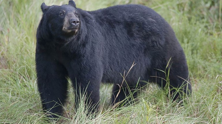 Group Targets Hunting with Hounds in Arizona | An Official Journal Of The NRA