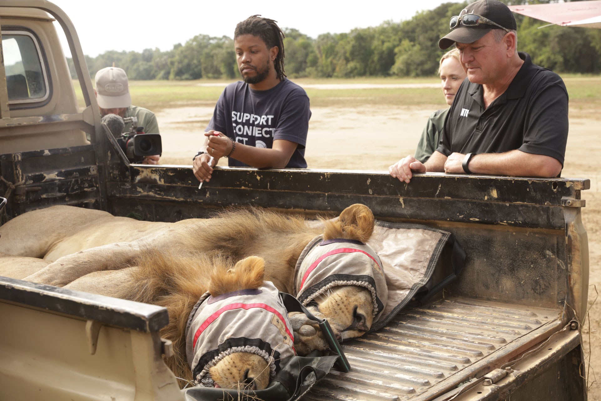 2 lions in the truck
