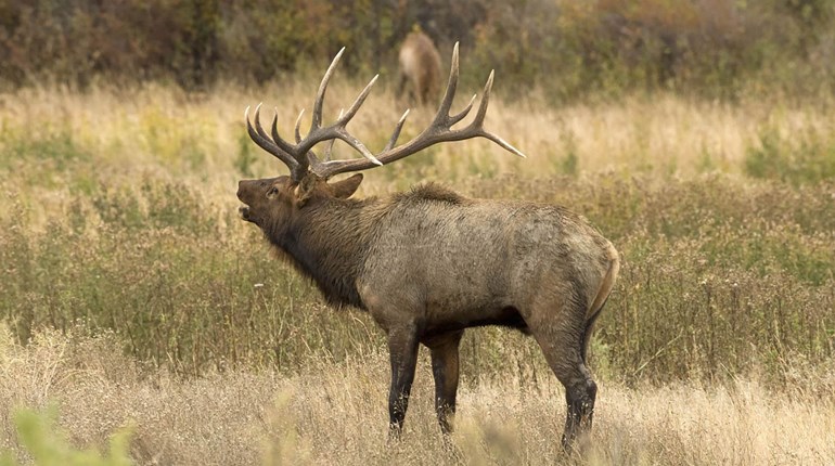 USFWS Trims Unleaded Ammo Cost for 2025 Refuge Hunting Seasons | An Official Journal Of The NRA