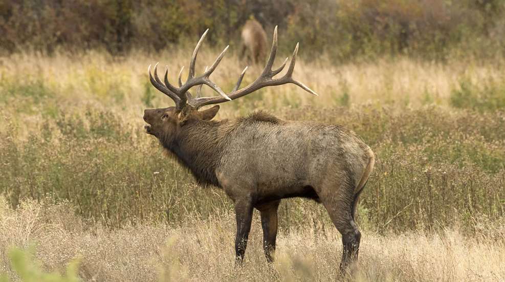 USFWS Trims LEDE