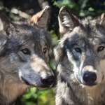grey-wolf.jpg