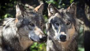 grey-wolf.jpg