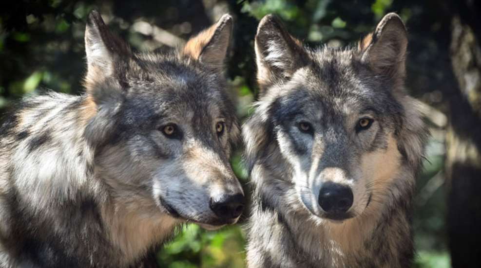 grey-wolf.jpg