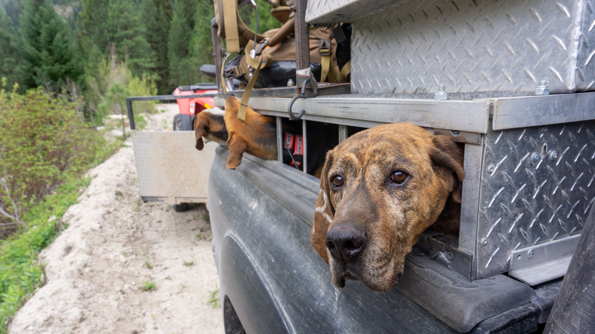 Dogs in truck