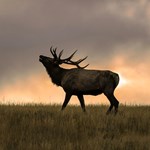 Elk Can't See in the Dark (and Other Elk Hunting Tips and Tricks) | An Official Journal Of The NRA