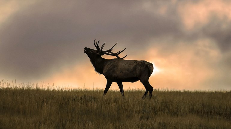 Elk Can't See in the Dark (and Other Elk Hunting Tips and Tricks) | An Official Journal Of The NRA