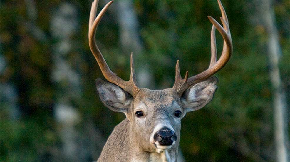 early-season-whitetail-plays_lead.jpg