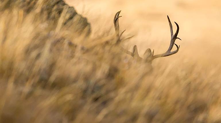 Waning Odds | An Official Journal Of The NRA
