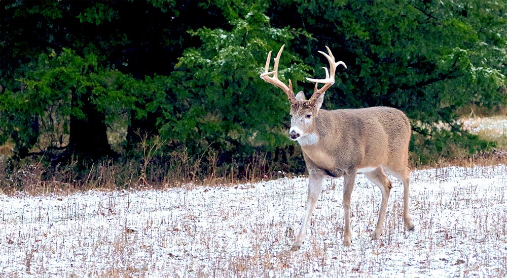 Whitetail buck walking through snowy field in Kansas.