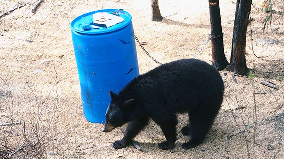 black_bear_id_f.jpg