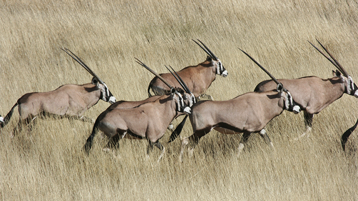 Gemsbok group in Africa