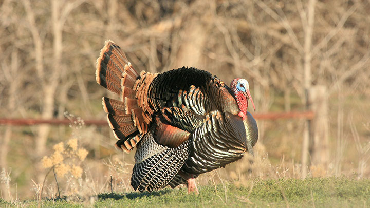 Gobbler Strutting in Field