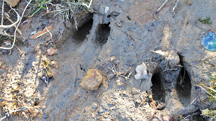 Deer Tracks in Mud