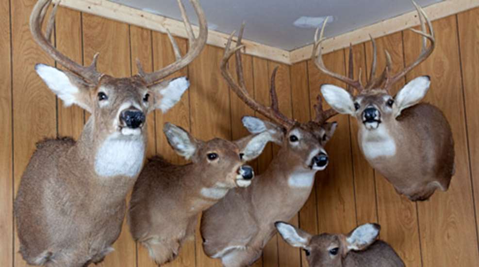 2012816155636-taxidermy_tips_h.jpg