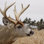 Three Whitetail Traps to Set for Close Shots | An Official Journal Of The NRA