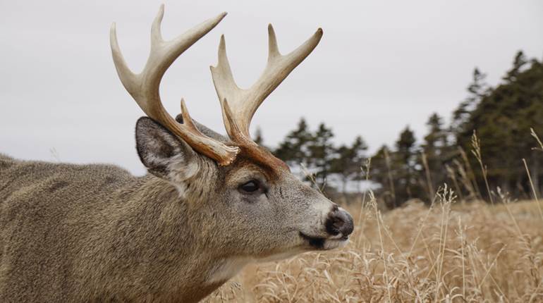 Three Whitetail Traps to Set for Close Shots | An Official Journal Of The NRA