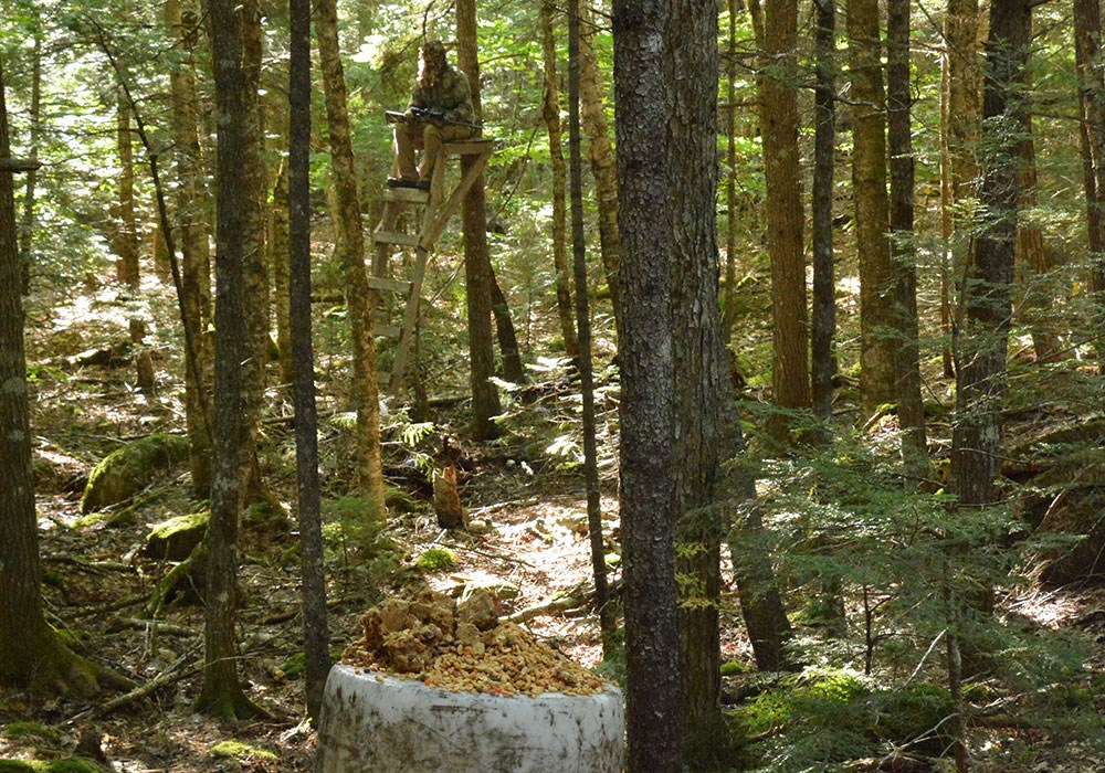 Hunter Waiting for Black Bear at Bait Site in Maine