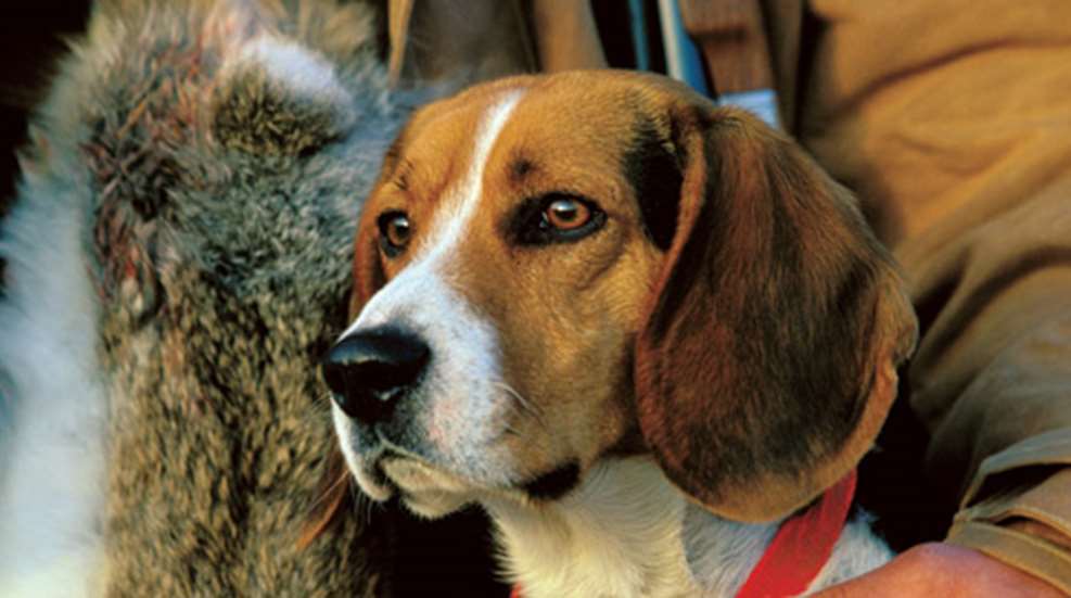 20101229141626-beagle_f.jpg