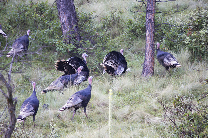 Merriam's Turkeys