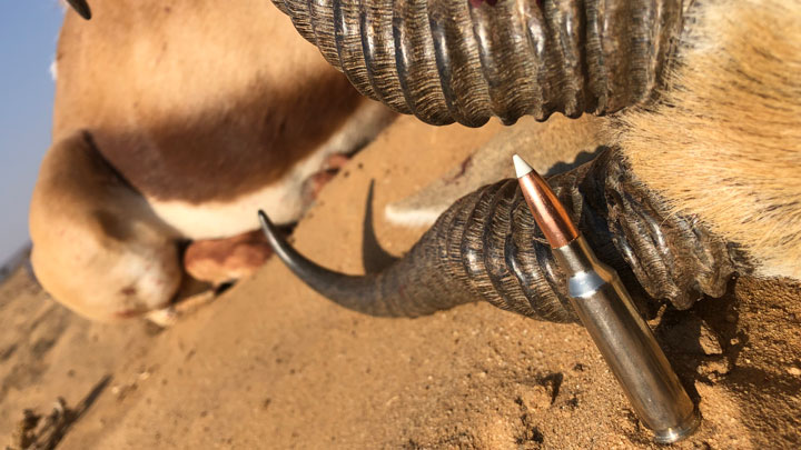 Cartridge next to downed game animal